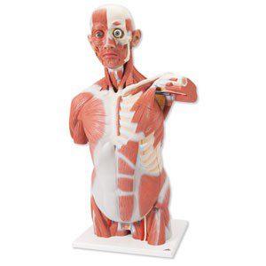 Torso con músculos de tamaño natural con 27 partes