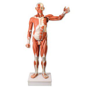 Figura muscular masculina de tamaño natural, desmontable en 37 piezas