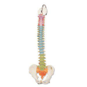 Columna didáctica flexible