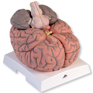 Encéfalo gigante 2.5 veces su tamaño natural, 12 pzs