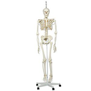 Maniquí Esqueleto fisiologico, sobre soporte rotatorio, 5 patas