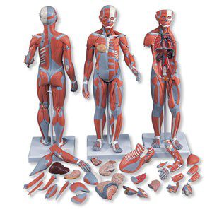 Figura completa doble sexo con músculos, organos internos, desmontable en 33 piezas