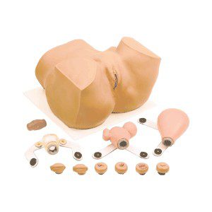 Maniquí Eva para ginecología (pelvis)