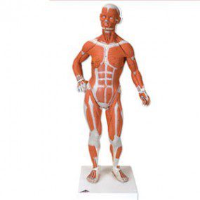 Figura muscular 1/3 de su tamaño natural