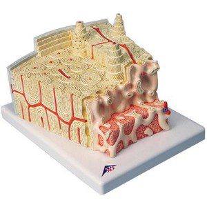 Estructura de los huesos aumentado 80 veces