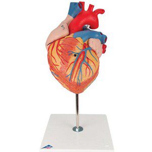 Corazón 2 veces su tamaño natural, de 4 piezas